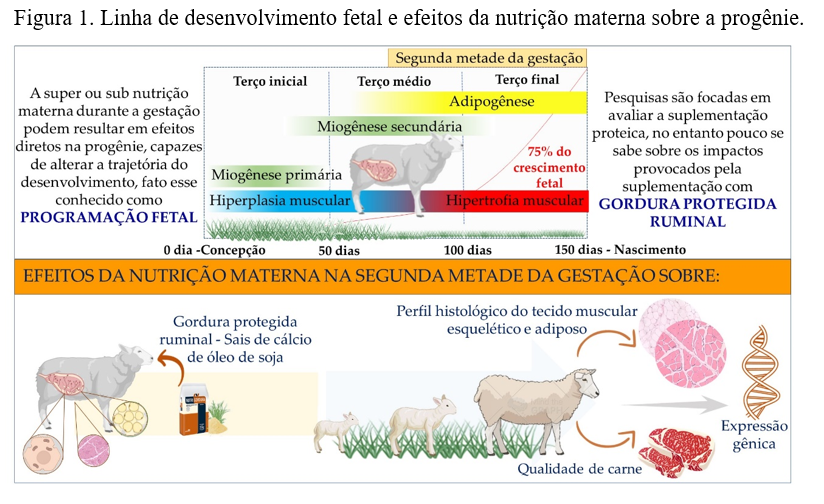 resumo grafico andrey